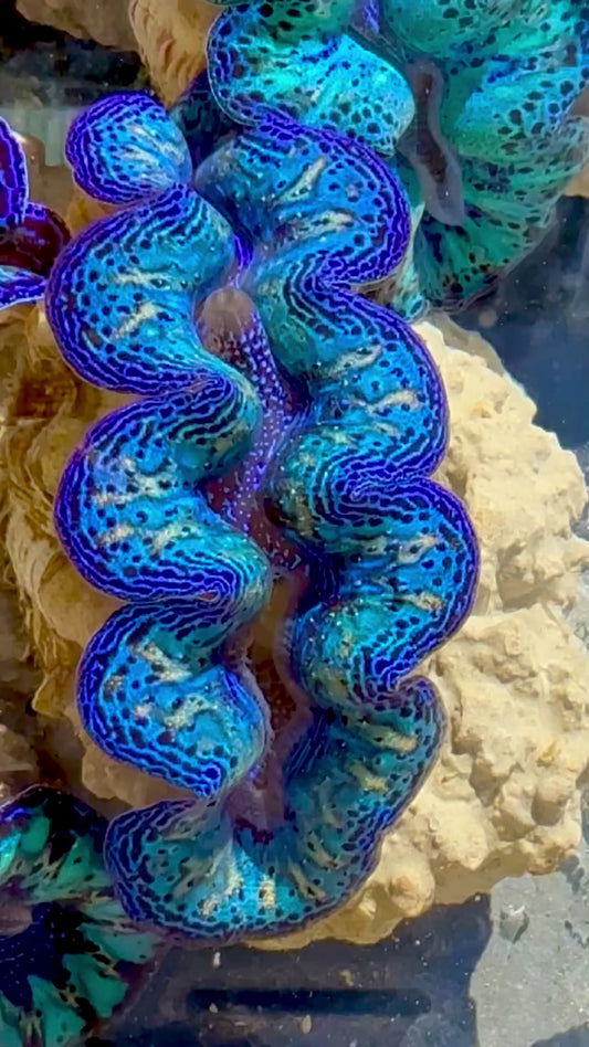 Captive Bred Cultured Rainbow Tridacna Clam 2” to 2.5 inches OD T1