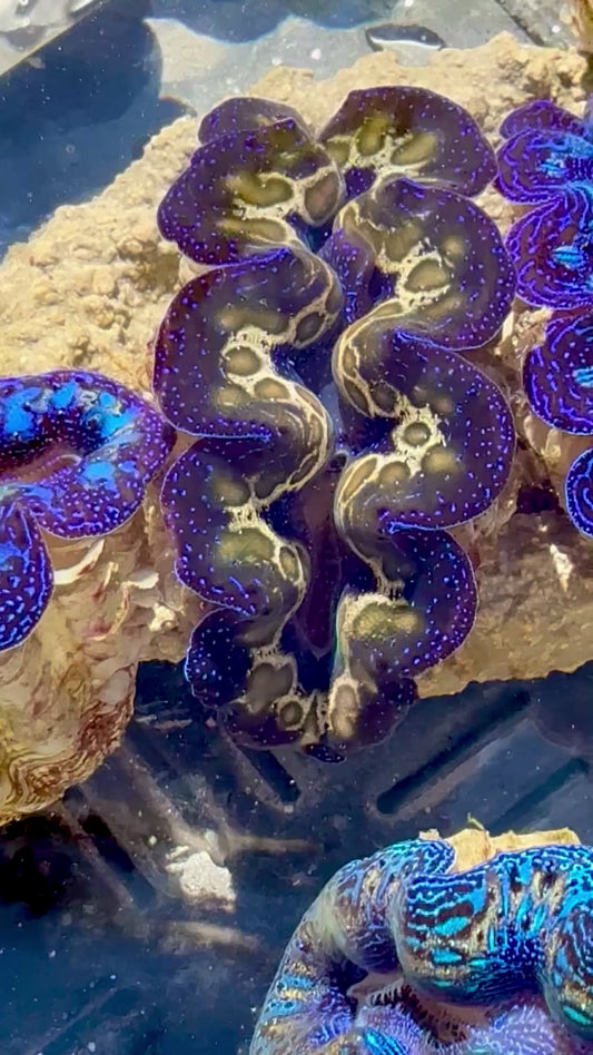 Captive Bred Cultured Tridacna Clam 2” to 2.5 inches OD T1