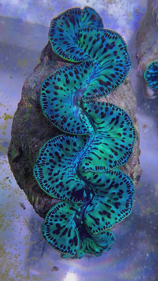 Maxima Clam 5" to 6" neon green