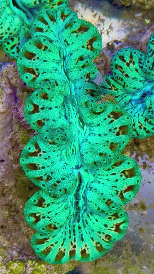 Ultra Captive Bred Noae Clam 2” to 2.5" inches