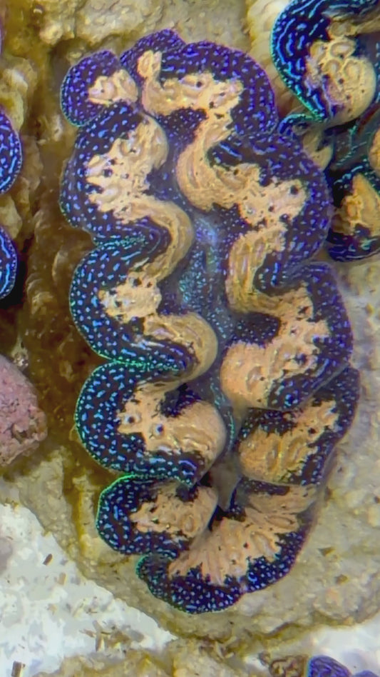 Teardrop Crocea Clam Captive Bred A