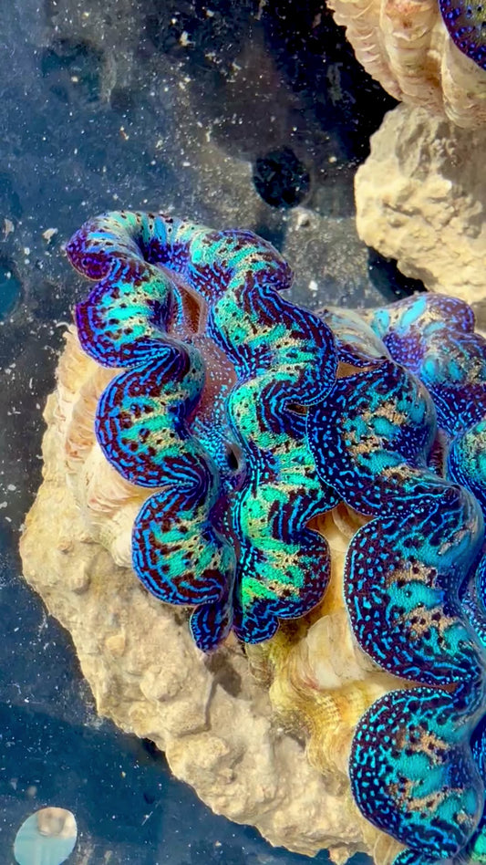 Captive Bred Cultured Rainbow Tridacna Clam 2” to 2.5 inches OD T2