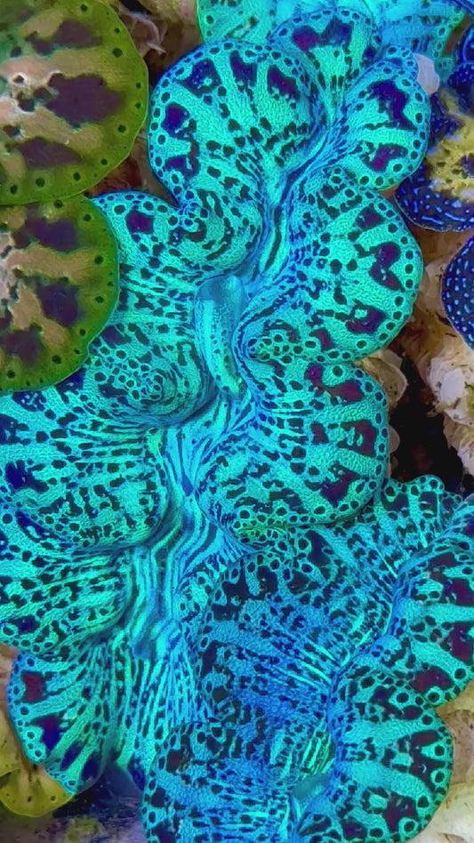 Ultra Captive Bred Noae Clam 2” to 2.5" inches