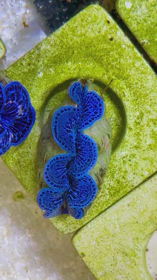 Beautiful Captive Bred Maxima Clam