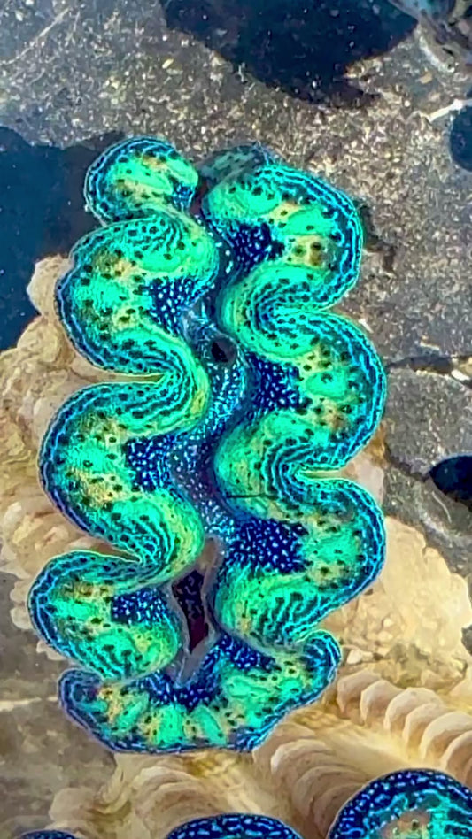 Captive Bred Cultured Rainbow Tridacna Clam 2” to 2.5 inches OD T1