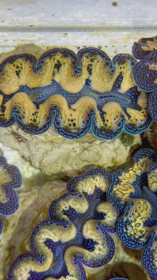 Captive Bred Crocea Clam 2” to 2.5" inches A