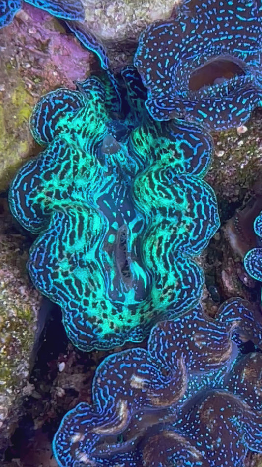 Crocea Clam Super Neon