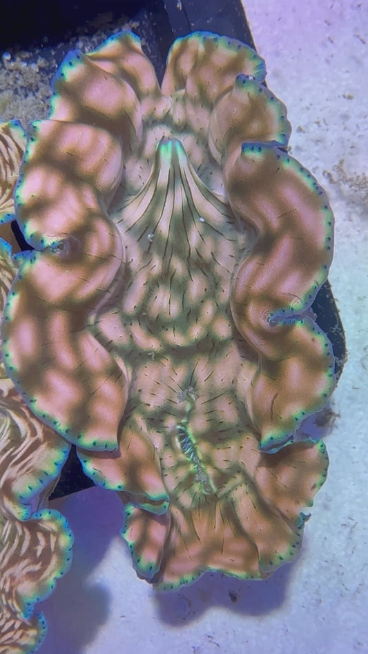 Cultured Derasa Clam with beautiful green lines