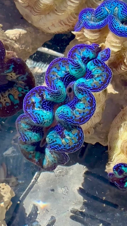 Captive Bred Cultured Rainbow Tridacna Clam 2” to 2.5 inches OD T1