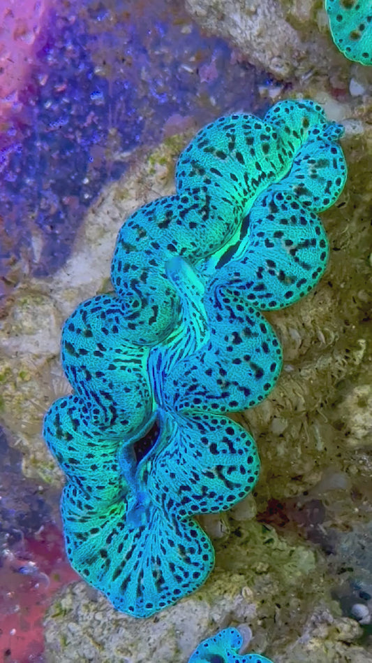 Ultra Captive Bred Noae Clam 2” to 2.5" inches