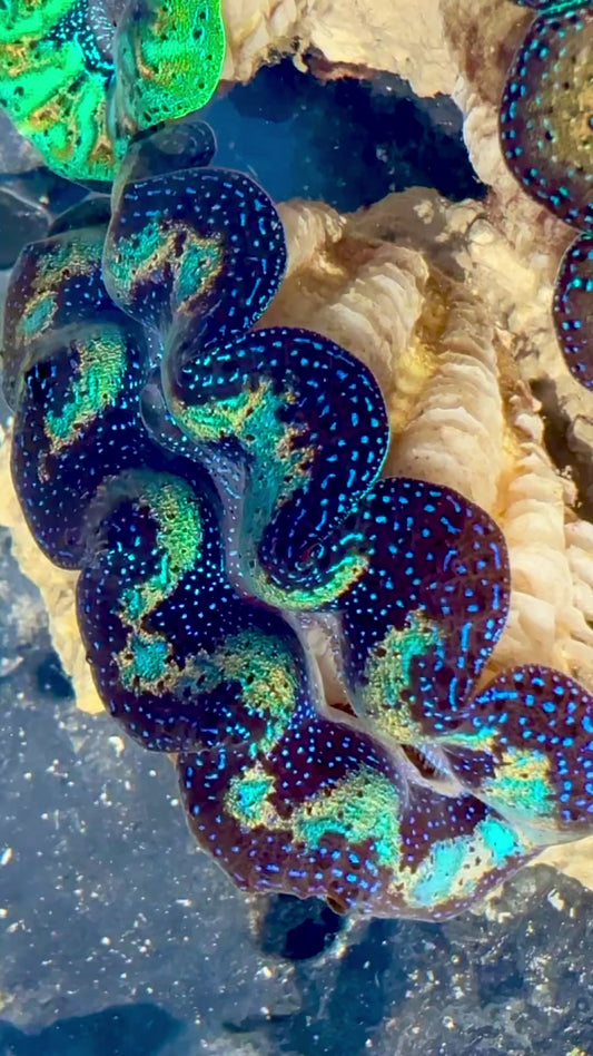 Captive Bred Cultured Rainbow Tridacna Clam 2” to 2.5 inches OD T2