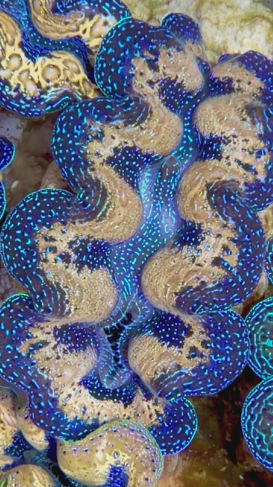 Ultra Rainbow Crocea Clam Captive Bred A
