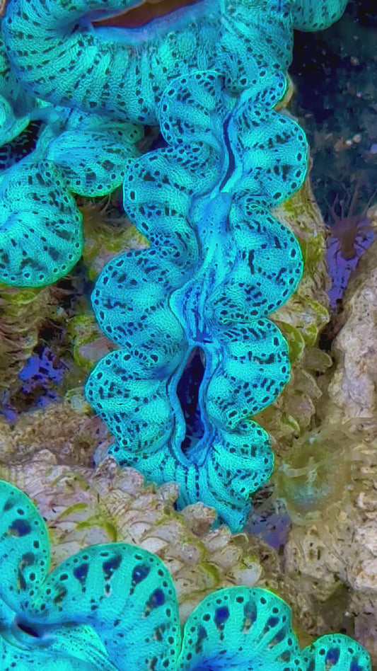 Ultra Captive Bred Noae Clam (Tear drop Maxima) 2” to 2.5" inches Rare Neon turquoise