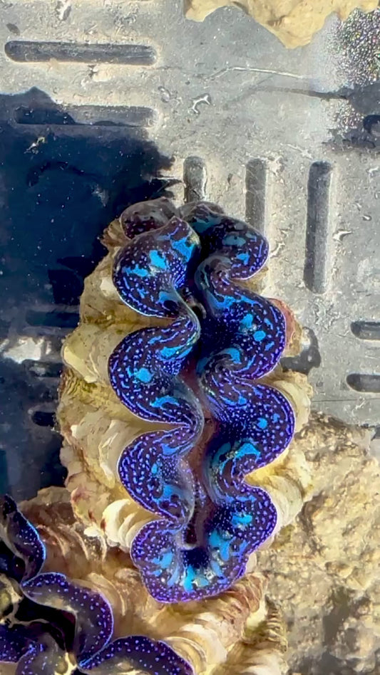 Captive Bred Cultured Rainbow Tridacna Clam 2” to 2.5 inches OD T1