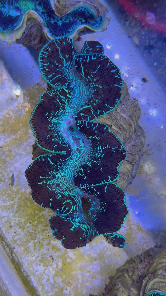 Maxima Clam 5" to 6" black and green lined
