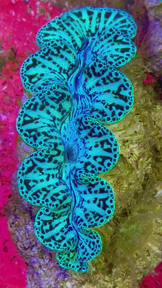 Ultra Captive Bred Noae Clam ( Teardrop Maxima Clam ) 2” to 2.5" inches