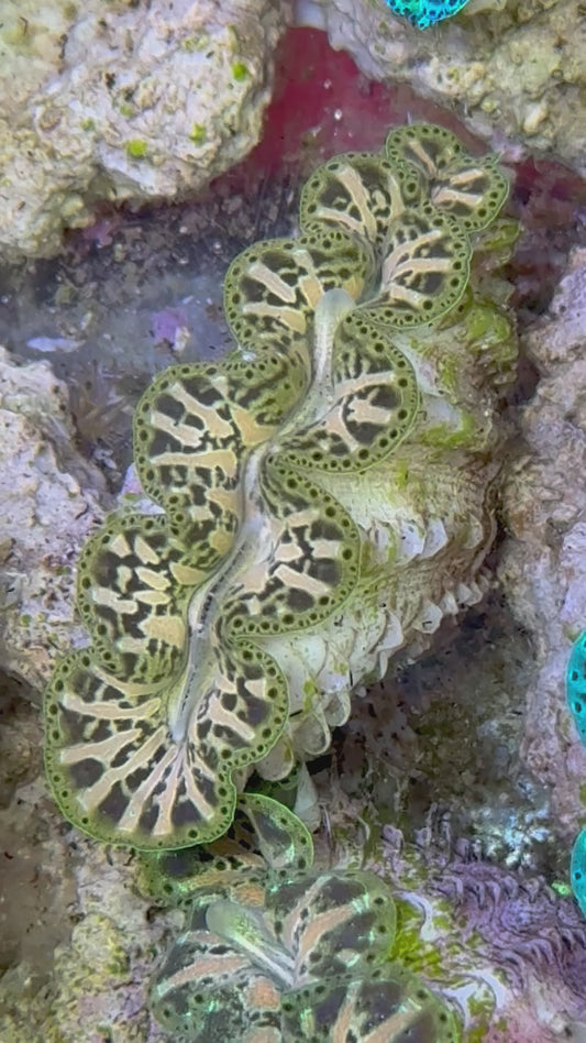 Ultra Captive Bred Noae Clam 2” to 2.5" inches