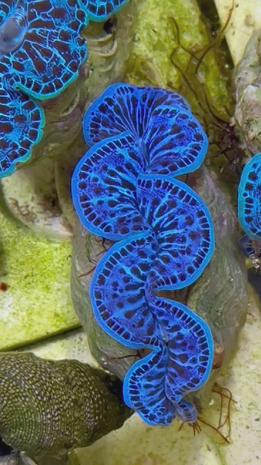 Beautiful Captive Bred Maxima Clam