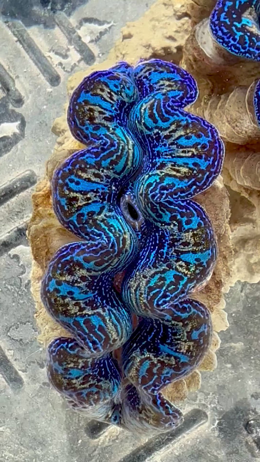 Captive Bred Cultured Rainbow Tridacna Clam 2” to 2.5 inches OD T1