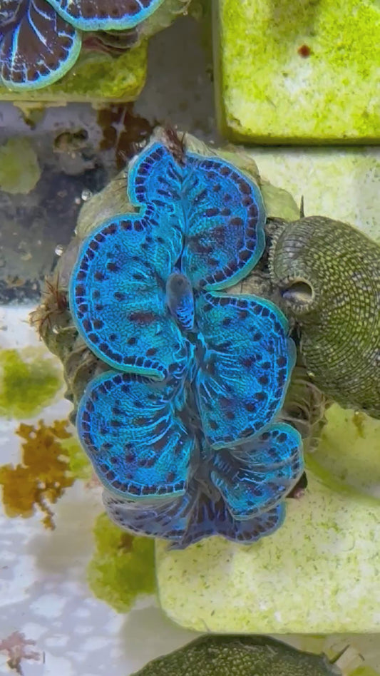 Beautiful Captive Bred Maxima Clam