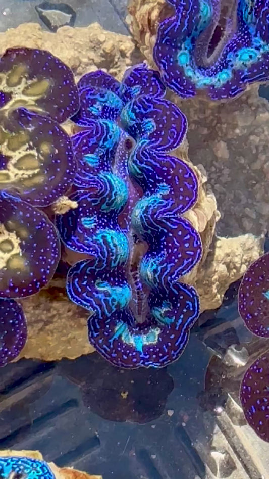 Captive Bred Cultured Rainbow Tridacna Clam 2” to 2.5 inches OD T1