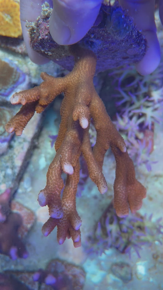 Forest Fire Montipora Digitata Coral