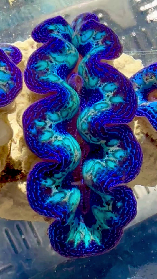 Captive Bred Cultured Rainbow Tridacna Clam 2” to 2.5 inches OD T1