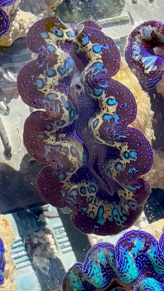 Captive Bred Cultured Rainbow Tridacna Clam 2” to 2.5 inches OD T1