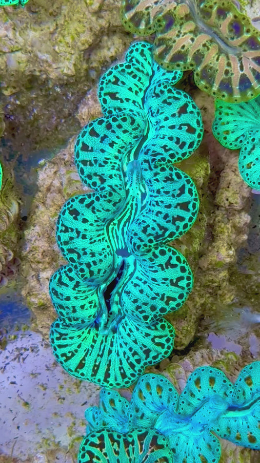 Ultra Captive Bred Noae Clam 2” to 2.5" inches