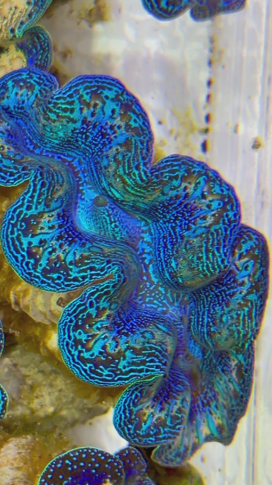 Ultra Rainbow Crocea Clam Captive Bred A