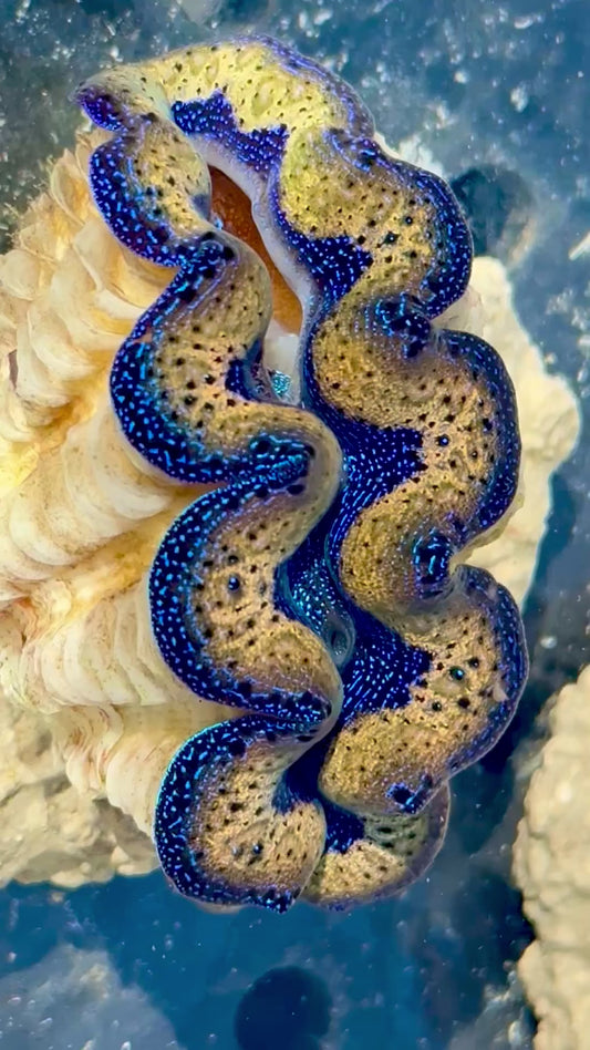 Captive Bred Cultured Tridacna Clam 2” to 2.5 inches OD T2