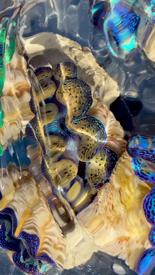 Captive Bred Cultured Tridacna Clam 2” to 2.5 inches OD T2