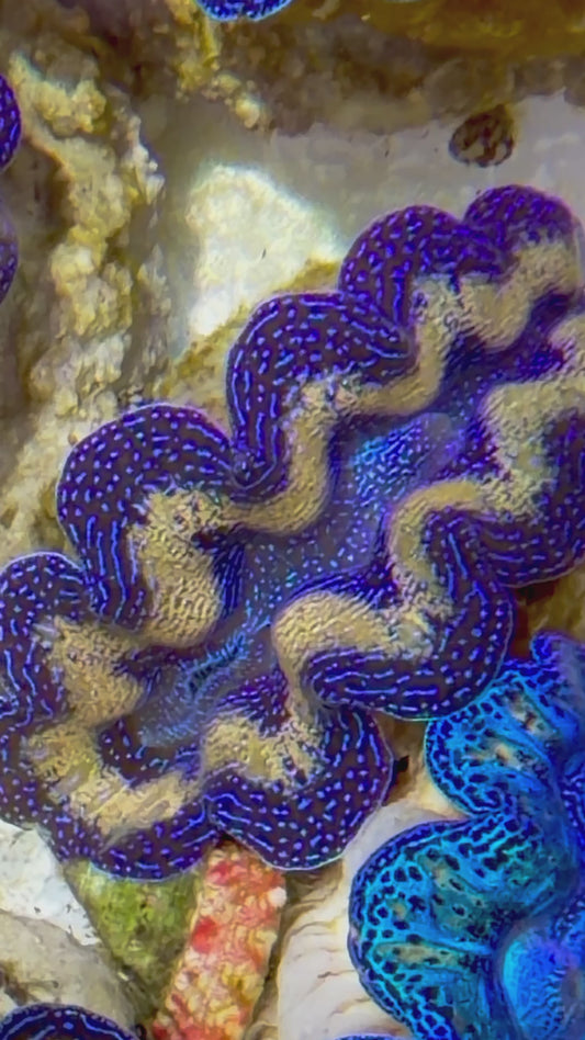 Captive Bred Crocea Clam 2” to 2.5" inches A