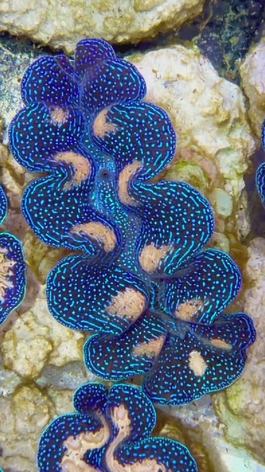 Crocea Clam Captive Bred A