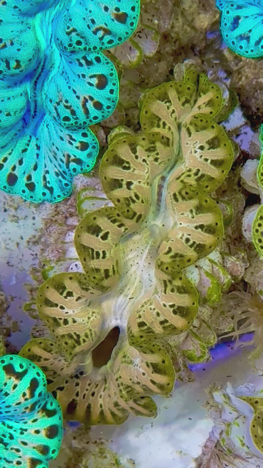 Ultra Captive Bred Noae Clam (Tear drop Maxima) 2” to 2.5" inches