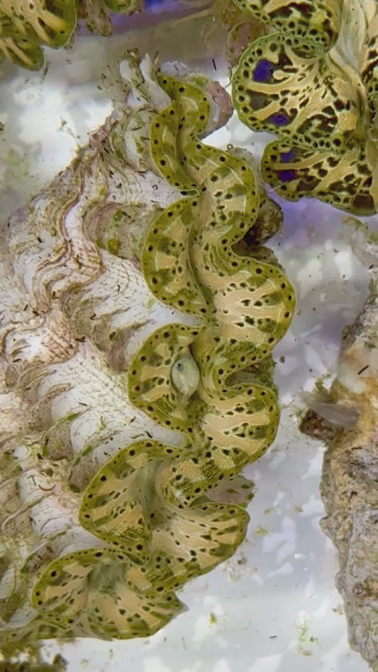 Ultra Captive Bred Noae Clam 2” to 2.5" inches