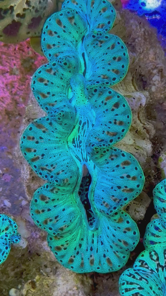 Ultra Captive Bred Noae Clam 2” to 2.5" inches