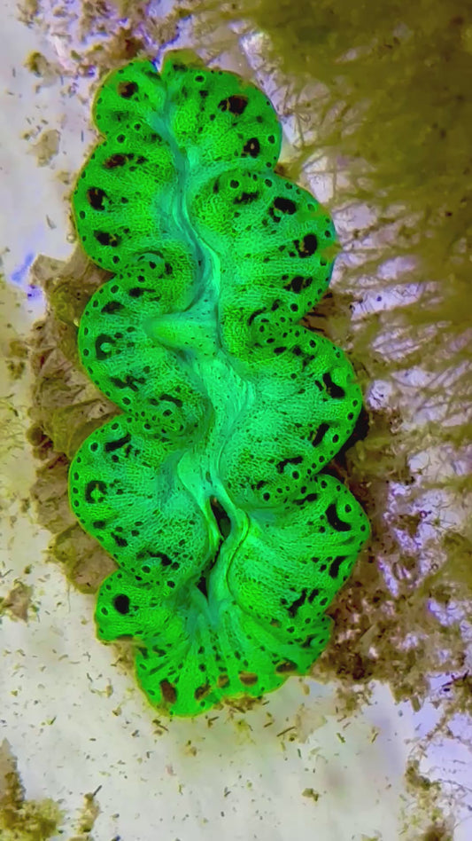 Ultra Captive Neon Green Bred Noae Clam 2” to 2.5" inches (formally known as maxima clam)