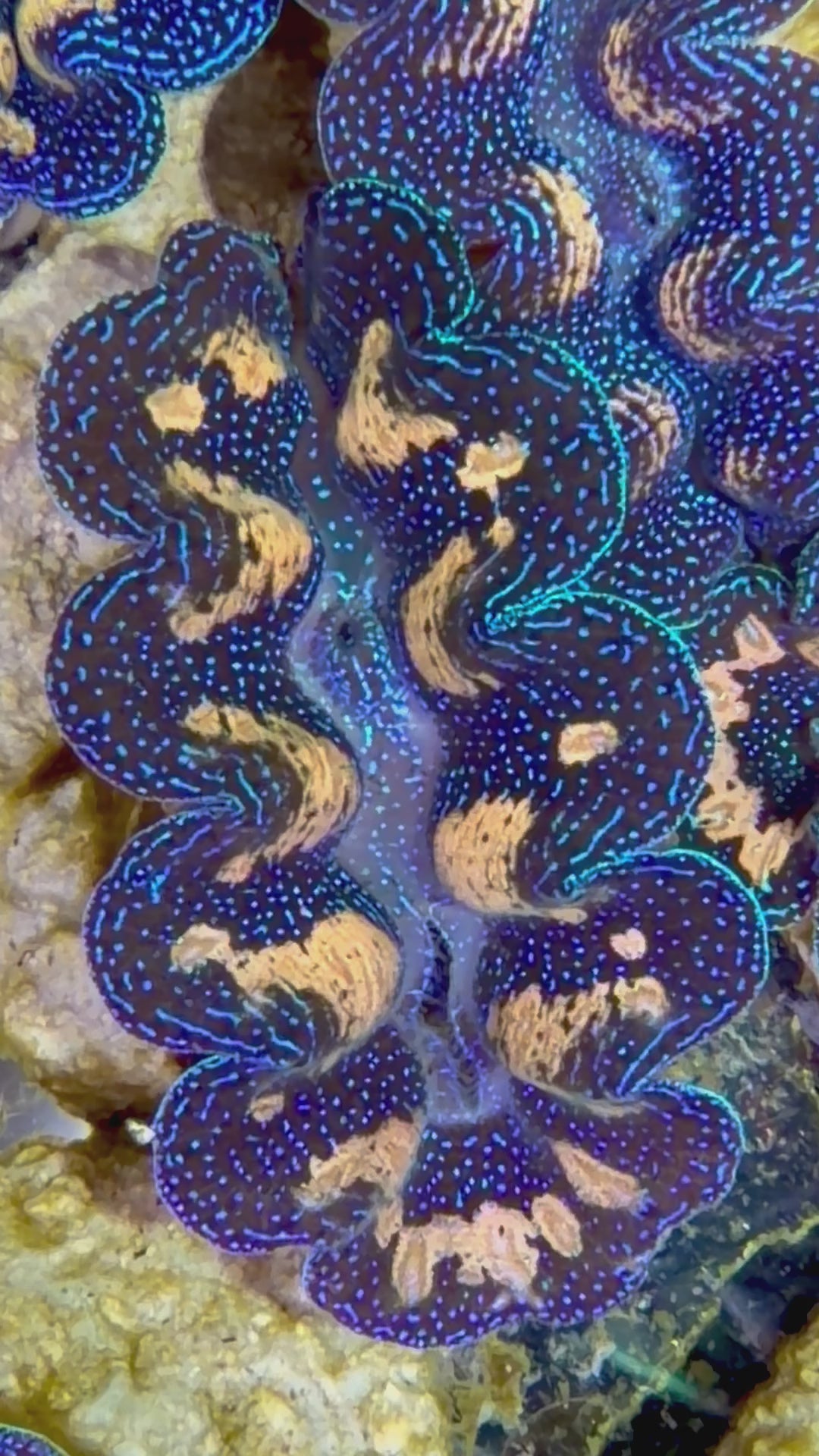 Crocea Clam Captive Bred A – Clam Mania