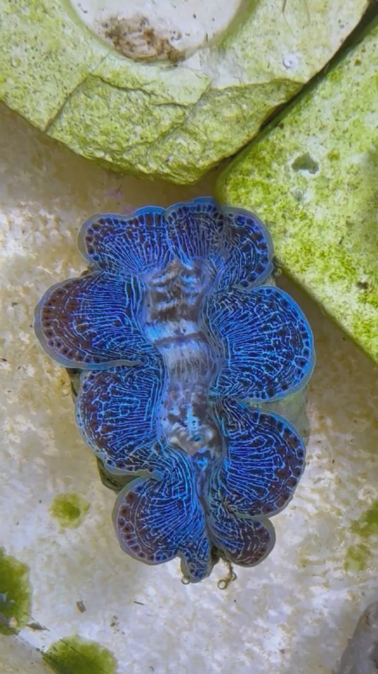 Beautiful Captive Bred Maxima Clam