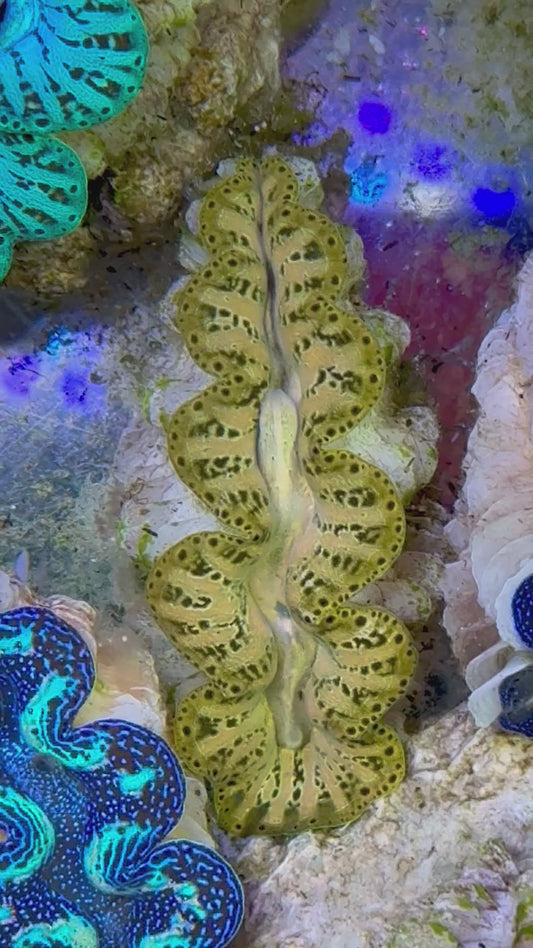 Ultra Captive Bred Noae Clam 2” to 2.5" inches