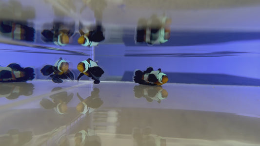 Ultra Black Long Fin Phantom Clownfish What You See What You Get (WYSWYG Pair)