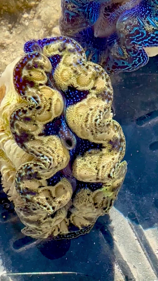 Captive Bred Cultured Tridacna Clam 2” to 2.5 inches OD T1