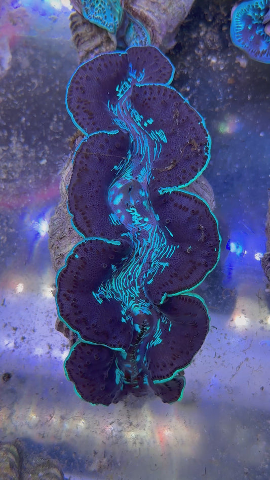 Maxima Clam 5" to 6" black with blue marking Clam