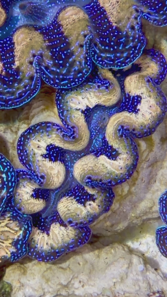 Captive Bred Teardrop Crocea Clam 2” to 2.5" inches A