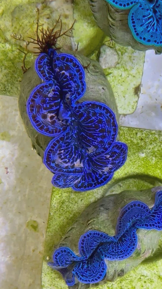 Beautiful Captive Bred Maxima Clam