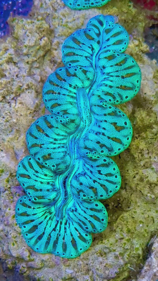 Ultra Captive Bred Noae Clam 2” to 2.5" inches