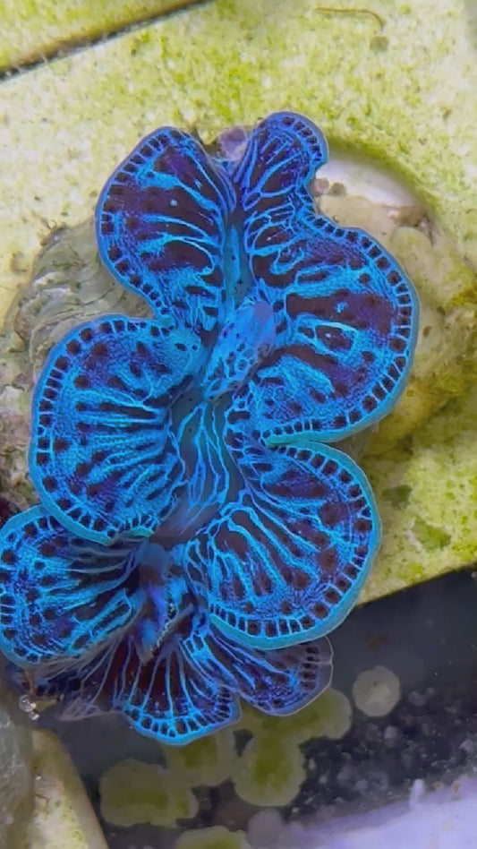 Beautiful Captive Bred Maxima Clam
