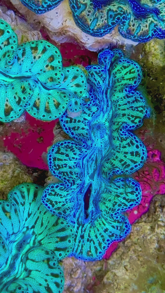 Ultra Captive Bred Noae Clam (Tear drop Maxima) 2” to 2.5" inches