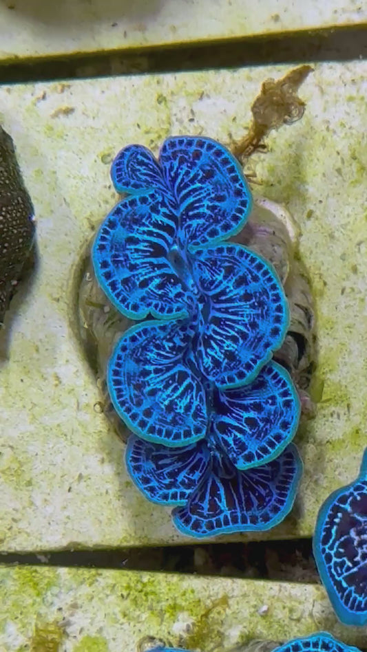 Beautiful Captive Bred Maxima Clam